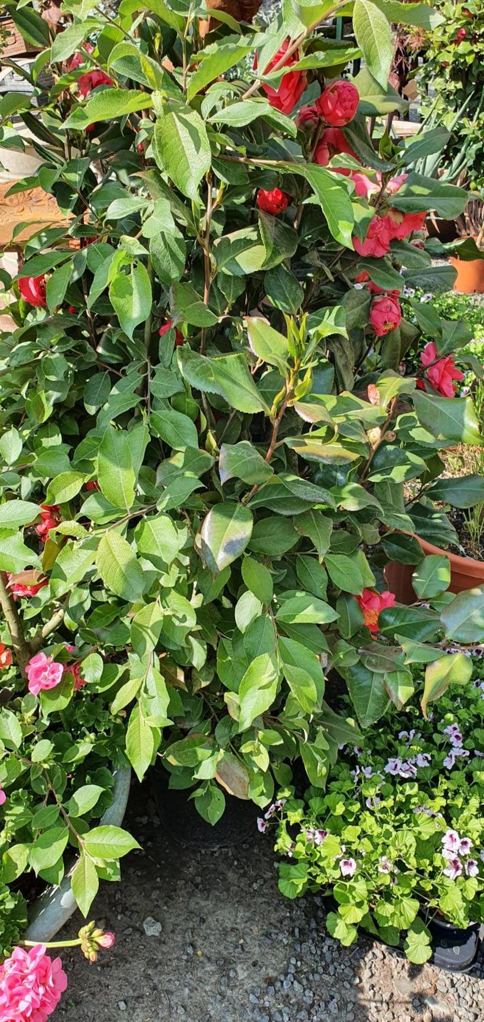 Windalens Pa Oesterlen Tomelilla Ngoại thất bức ảnh